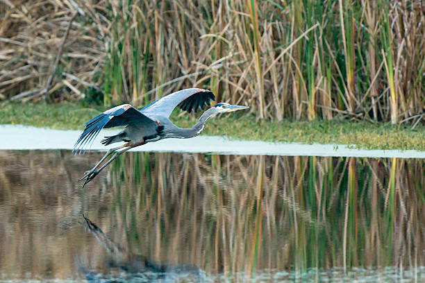istock Great Blue Heron landing in lake 527689903