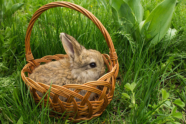istock brown small rabbit baby in a basket on the  grass. 527690208
