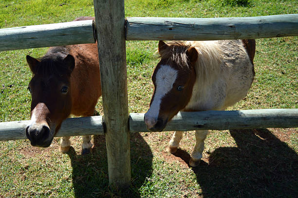 istock miniature pony on a farm 527690966