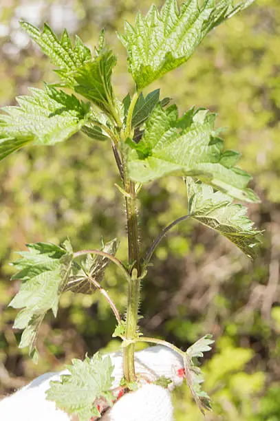 Branch stinging nettle holds a gloved hand.