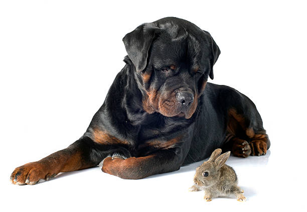 istock European rabbit and rottweiler 527691157