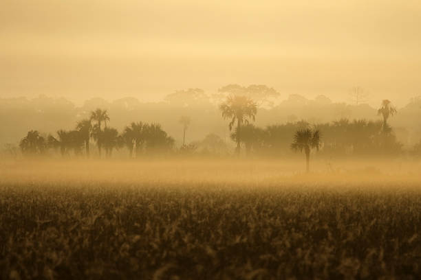 foggy morgen - big cypress stock-fotos und bilder