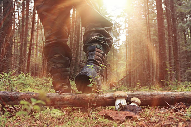 feet in shoes autumn forest hike feet in shoes autumn forest hike hunting stock pictures, royalty-free photos & images