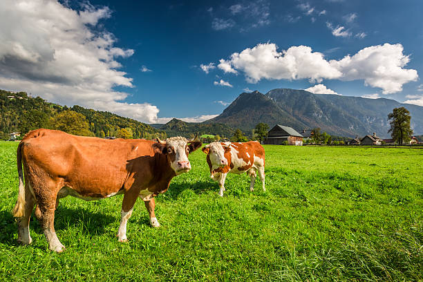 istock Cows on pasture in the Alps 527693419