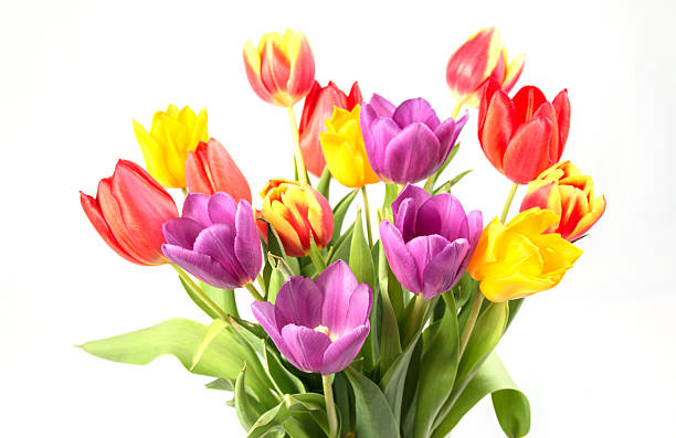istock Close up of multicoloured tulips on white 527693761