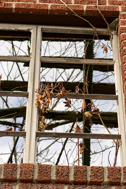 istock Old Window with Dead Vines and Leaves 527693981