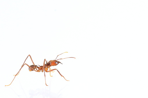 Macro shot of a fire ant highly illuminated. Side View.