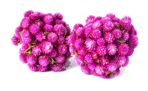 istock Globe amaranth or Gomphrena globosa isolated on white background 527695163