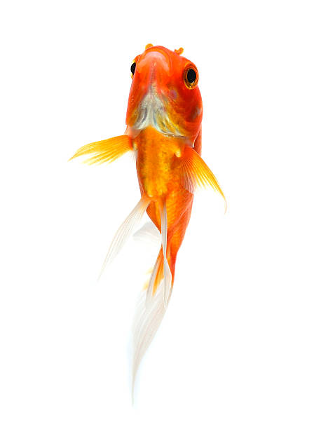 istock Gold fish Isolation on the white background 527695329