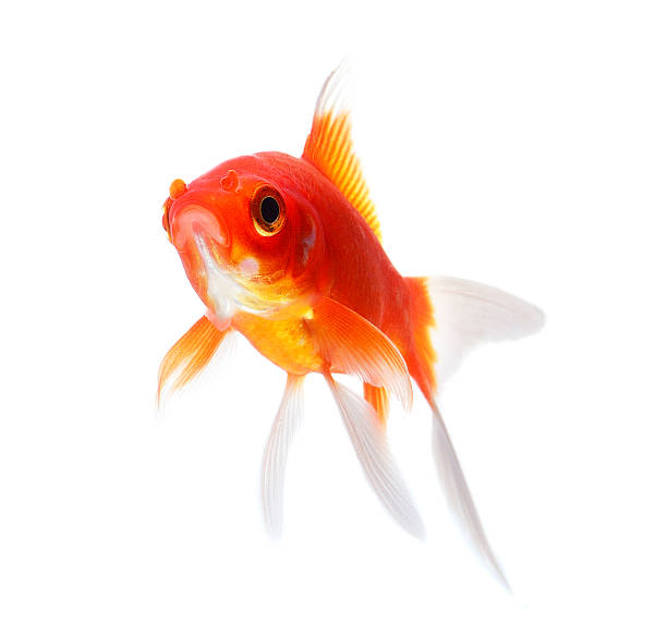 istock Gold fish Isolation on the white background 527695779