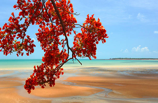 Tropical Tree and sandy beach, Northern Territory, Australia Flamboyant Tropical Tree in flower against blue sky and tropical yellow sand beach, Darwin, Northern Territory Australia darwin nt stock pictures, royalty-free photos & images
