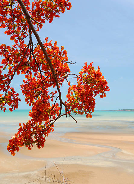 istock Tropical Tree and sandy beach, Northern Territory, Australia 527696183