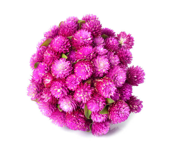 istock Globe amaranth or Gomphrena globosa isolated on white background 527696587