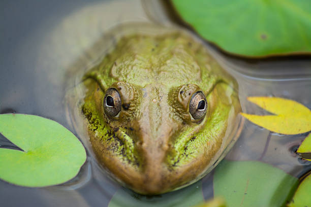 istock the frog in the pond 527696653