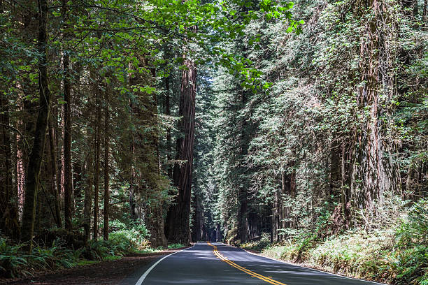 istock Avenue of the Giants  road 527700977