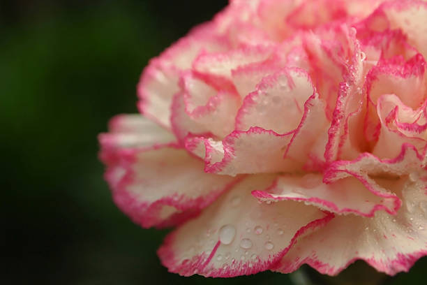 Pink and white carnation stock photo