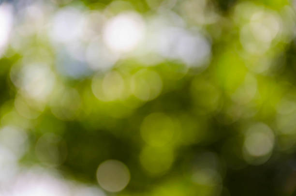 istock Beautiful green bokeh background. 527701489