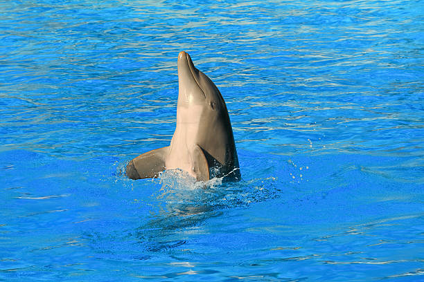 istock Dolphin dancing in water of aquarium 527702109