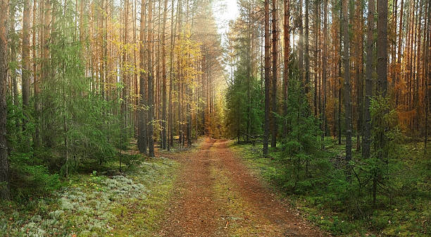 istock autumn landscape in the spruce forest 527702351