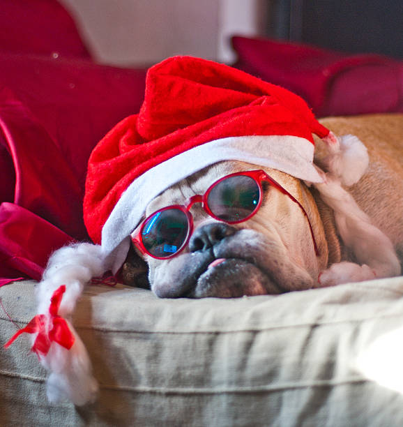 istock Bulldog asleep after Christmas 527702411