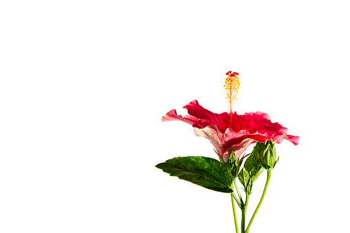 Red hibiscus flower on isolated background.