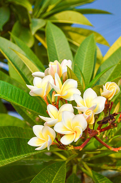 istock Plumeria flower 527703061