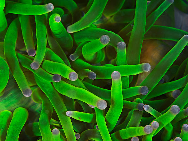 Neon green sea anemone tentacles