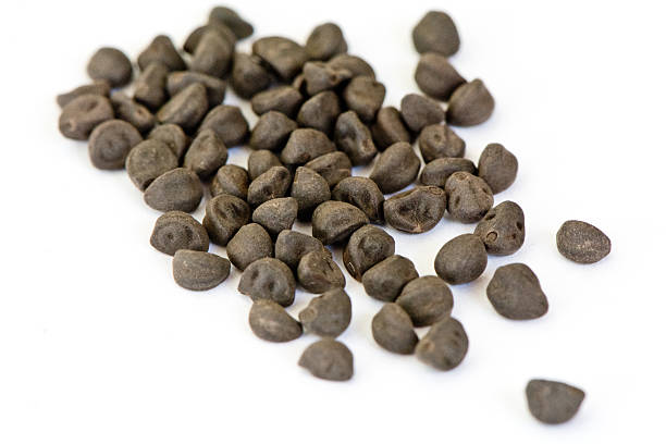 istock Pile of morning glory seeds 527703465