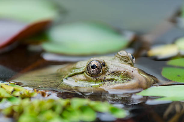 istock the frog in the pond 527703943