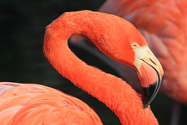 istock Sinuous neck of flamingo 527704339