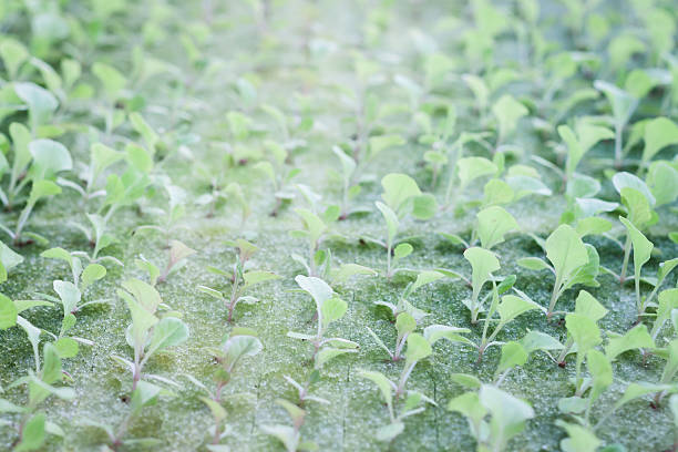istock Hydrophonic plantation of vegetable salad 527704479
