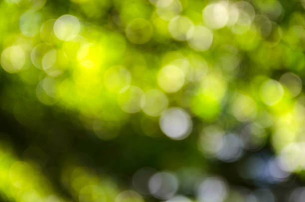 istock Beautiful green bokeh background. 527704537