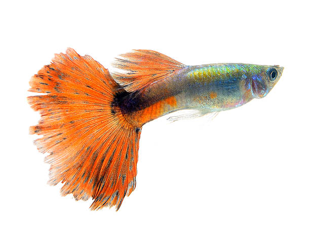 istock Beautiful Guppy Isolated on whte  Background 527704929