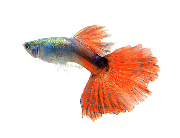 istock Beautiful Guppy Isolated on Black Background 527708433