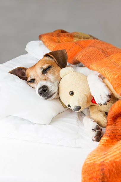 istock Cute relaxed pet and Toy 527720781