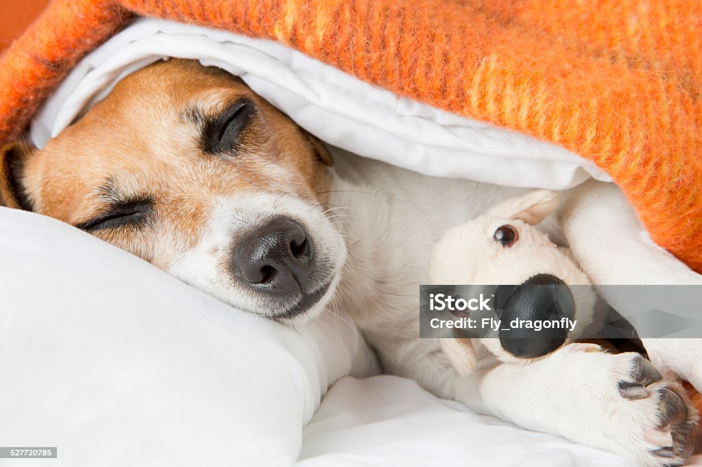 Sweet dreams Adorablel smiling pleased little dog is sleeping in an embrace with a toy  Dog Stock Photo