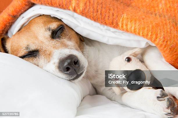 Sweet Dreams Stock Photo - Download Image Now - Dog, Luxury, Bed - Furniture