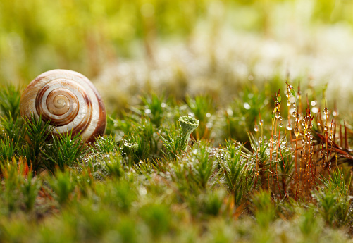 snails walking on the grass