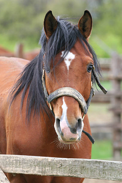 istock Portrait of nice bay horse 527723021