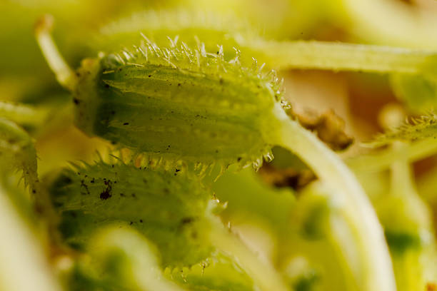 verde anther cabeludo - pollen magnification high scale magnification yellow imagens e fotografias de stock