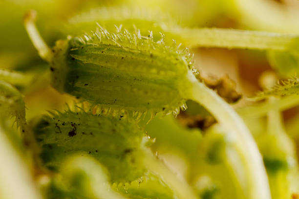 зеленый волосатый anther - pollen magnification high scale magnification yellow стоковые фото и изображения