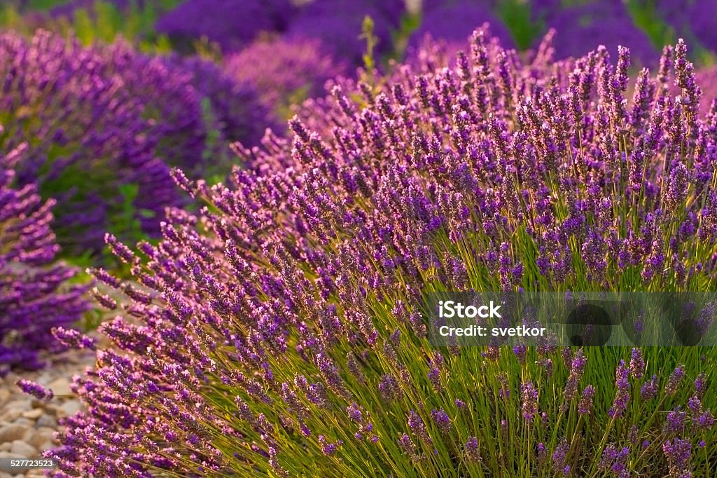 Lavender Lavender in Provence Aromatherapy Stock Photo