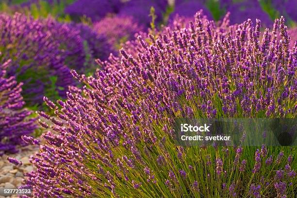 Lavender Stock Photo - Download Image Now - Aromatherapy, Beauty In Nature, Blossom