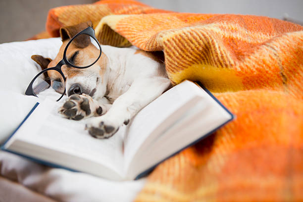 istock evening homeliness dog 527724947