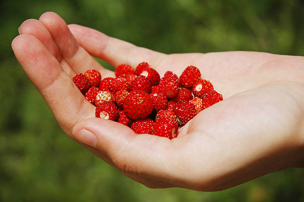 istock Berry food - human hand holding red strawberry 527725535