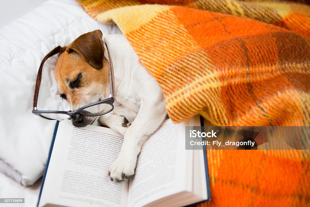 quiet evening reading before bedtime Happy cute dog with reading glasses fell asleep in a comfortable bed with a book Luxury Stock Photo