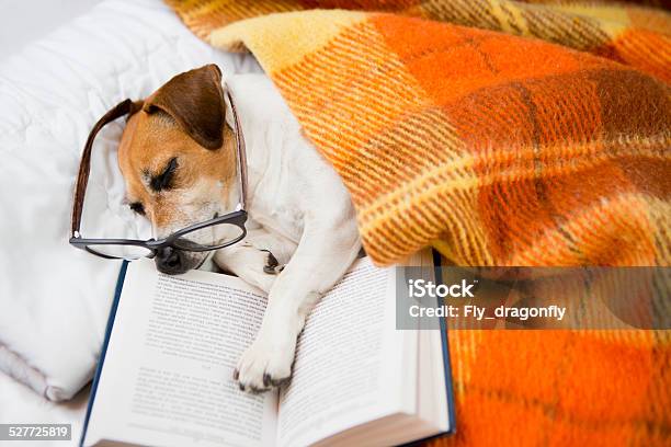 Quiet Evening Reading Before Bedtime Stock Photo - Download Image Now - Luxury, Napping, Animal
