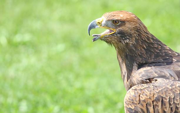 istock angry Eagle with open beak and tongue out 527726247