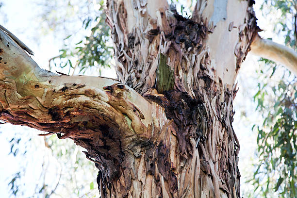 istock eucalyptus trees suffering from cancer 527726695