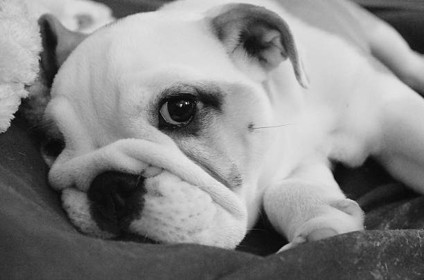 istock Black & white Bulldog Puppy 527726883